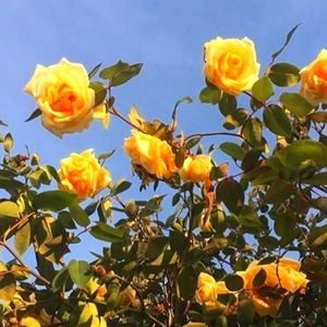 Meet your Posher, Annabel